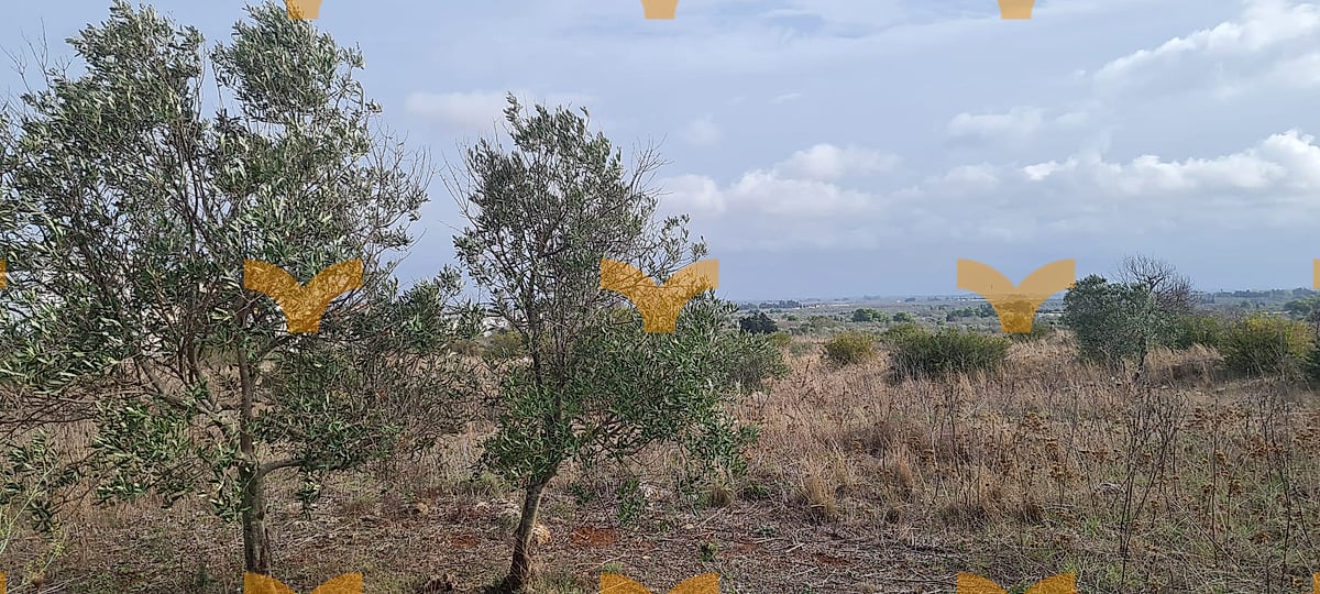 Terreno — Collepasso, via San Eleuterio – terreno agricolo