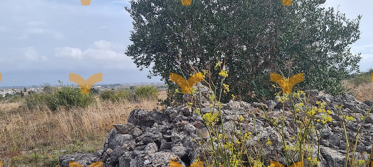 Terreno — Collepasso, via San Eleuterio – terreno agricolo