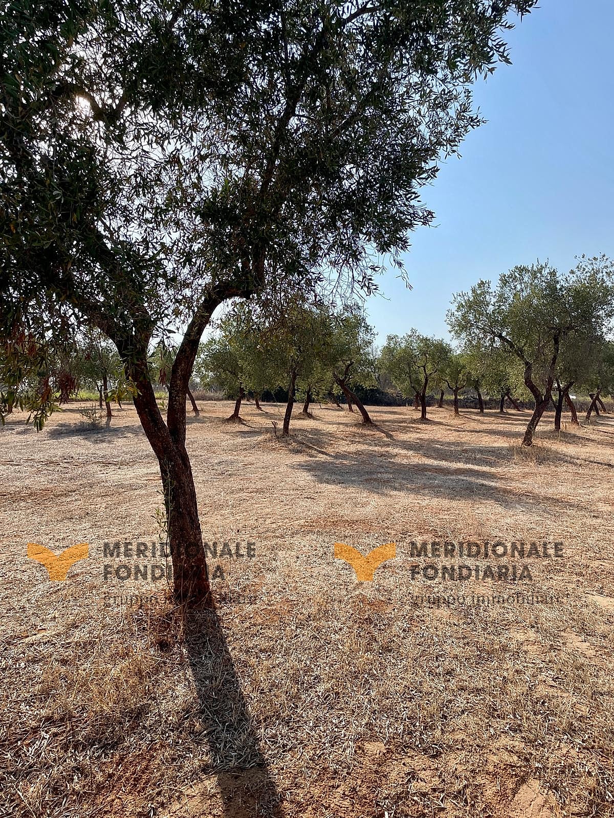 Terreno — Lecce, Via Europa – uliveto in vendita