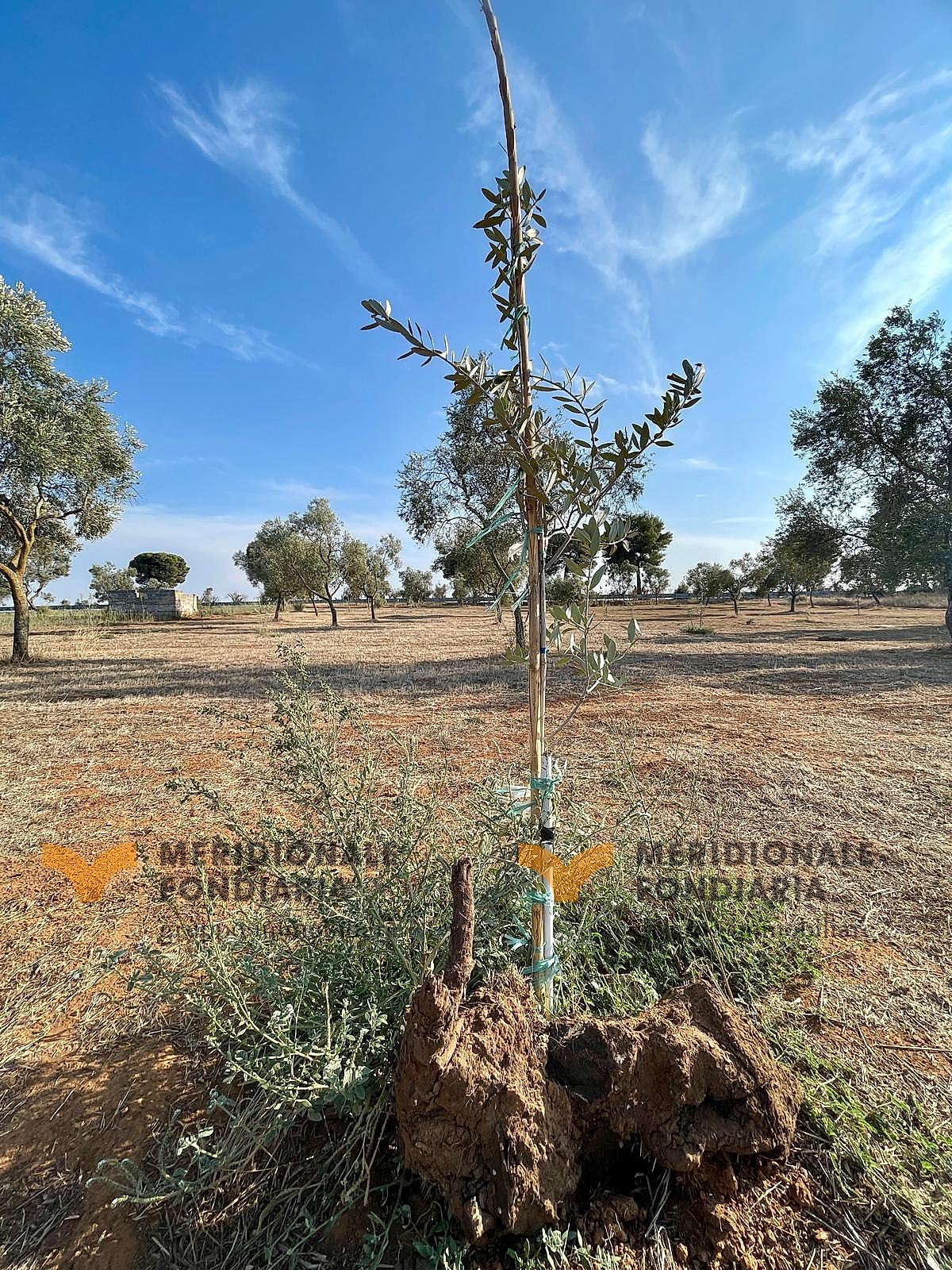 Terreno — Lecce, Via Europa – uliveto in vendita