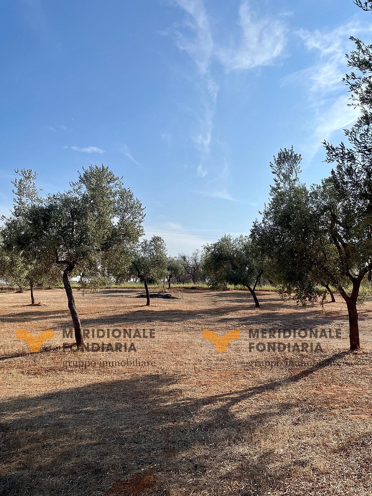 Terreno — Lecce, Via Europa – uliveto in vendita