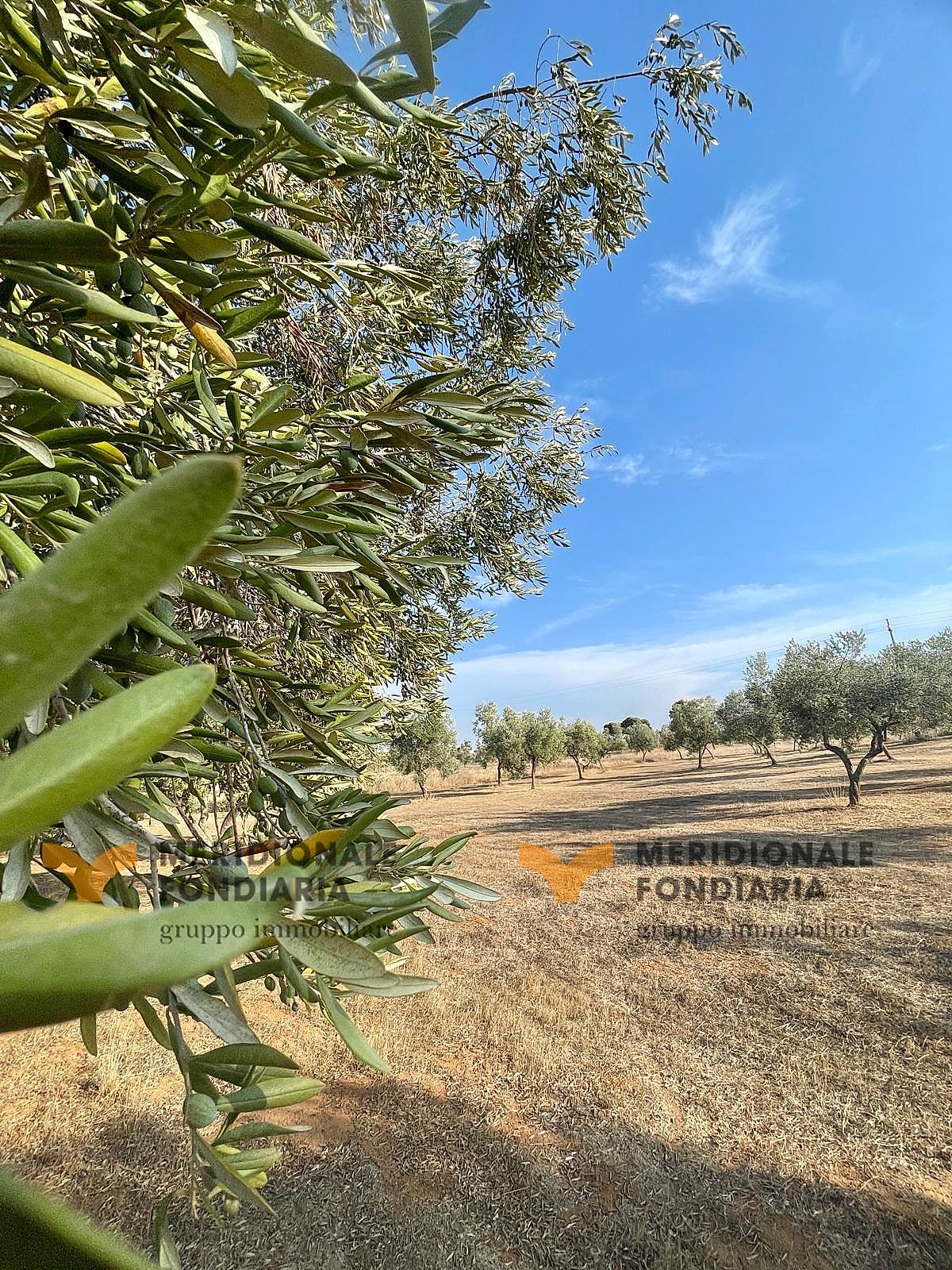 Terreno — Lecce, Via Europa – uliveto in vendita