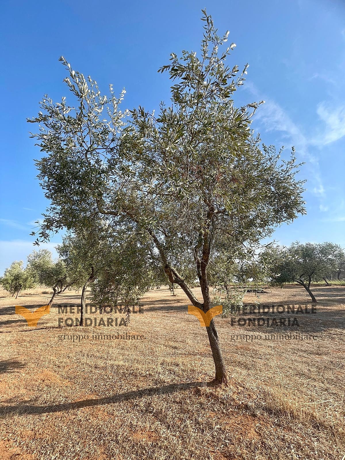 Terreno — Lecce, Via Europa – uliveto in vendita
