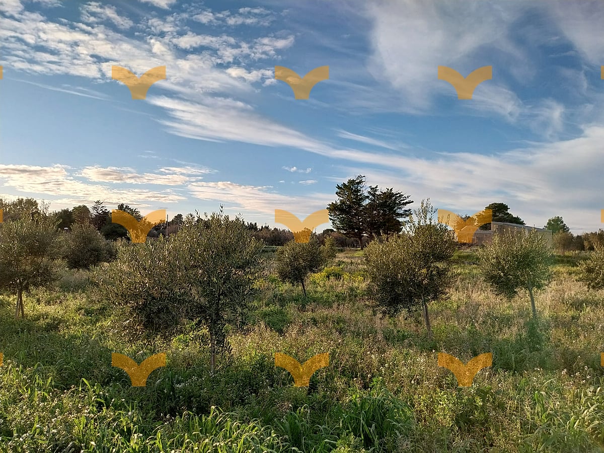 Terreno — Palmariggi – Villetta con uliveto e aia storica a pochi minuti da Otranto